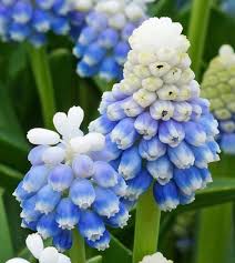 Attēlu rezultāti vaicājumam “Muscari armeniacum flower”