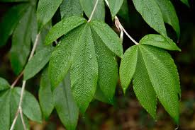 Attēlu rezultāti vaicājumam “Rubus plicatus leaf”
