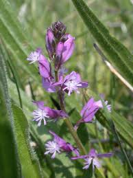 Attēlu rezultāti vaicājumam “Polygala vulgaris flower”