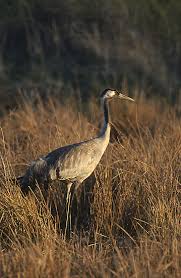 Attēlu rezultāti vaicājumam “Grus grus”