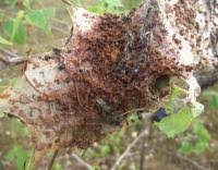 Attēlu rezultāti vaicājumam “Eriogaster lanestris larva”