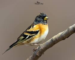 Attēlu rezultāti vaicājumam “Fringilla montifringilla male”