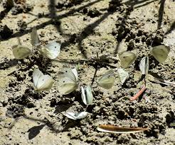 Attēlu rezultāti vaicājumam “Pieris rapae underside”