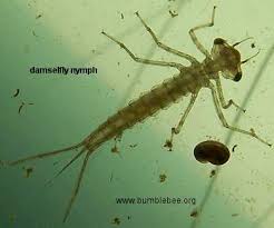 Attēlu rezultāti vaicājumam “Dicyphus nymph”