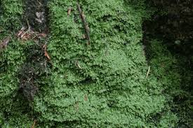 Attēlu rezultāti vaicājumam “Pseudotaxiphyllum elegans macro”