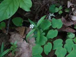 Attēlu rezultāti vaicājumam “Moehringia trinervia leaf”