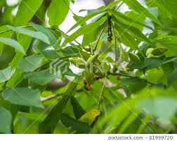 Attēlu rezultāti vaicājumam “Juglans mandshurica leaf”