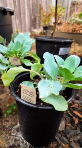 Attēlu rezultāti vaicājumam “Anthyllis maritima leaf”