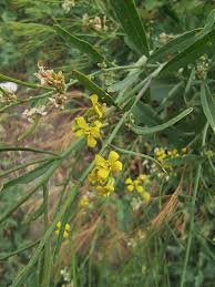 Attēlu rezultāti vaicājumam “Sisymbrium volgense flower”