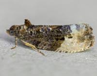 Attēlu rezultāti vaicājumam “Hedya nubiferana”