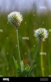 Attēlu rezultāti vaicājumam “Trifolium montanum”