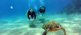Image result for World Divers
