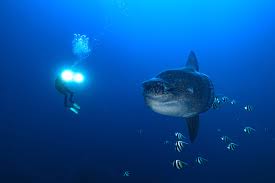 Image result for Deep and Wide Diving