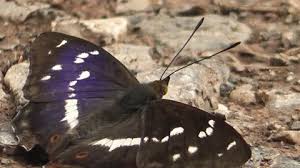 Attēlu rezultāti vaicājumam “Apatura iris male”