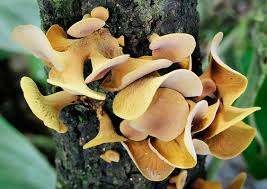 Attēlu rezultāti vaicājumam “Craterocolla cerasi”