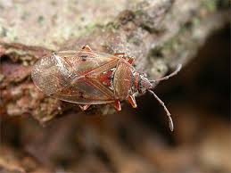 Attēlu rezultāti vaicājumam “Kleidocerys resedae”