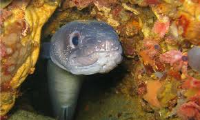 Image result for Conger conger