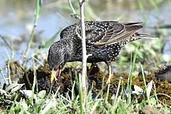 Attēlu rezultāti vaicājumam “Sturnus vulgaris male”