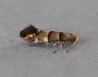 Attēlu rezultāti vaicājumam “Phyllonorycter nicellii”