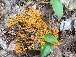 Attēlu rezultāti vaicājumam “Enteridium olivaceum plasmodium”