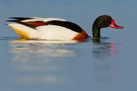 Attēlu rezultāti vaicājumam “Tadorna tadorna”