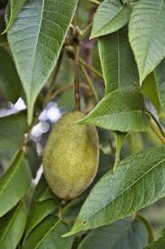 Attēlu rezultāti vaicājumam “Juglans cinerea fruit”