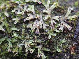 Attēlu rezultāti vaicājumam “Riccia canaliculata”