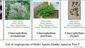 Attēlu rezultāti vaicājumam “Chaerophyllum aromaticum fruit”