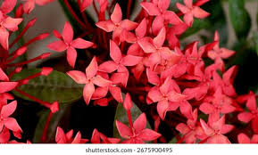 Attēlu rezultāti vaicājumam “Rubiaceae”