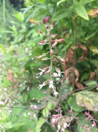 Attēlu rezultāti vaicājumam “Circaea lutetiana bud”