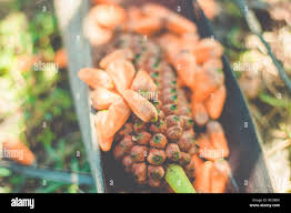 Attēlu rezultāti vaicājumam “Carex arenaria  fruit”