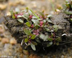 Attēlu rezultāti vaicājumam “Elatinaceae”