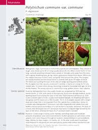 Attēlu rezultāti vaicājumam “Polytrichum commune var. perigoniale”