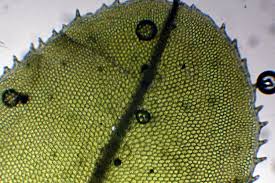 Attēlu rezultāti vaicājumam “Philonotis marchica macro”