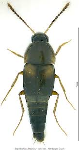 Attēlu rezultāti vaicājumam “Sepedophilus sp.”