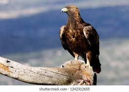 Attēlu rezultāti vaicājumam “Aquila chrysaetos adult”