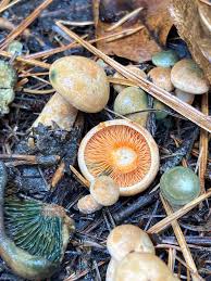 Attēlu rezultāti vaicājumam “Lactarius deterrimus”