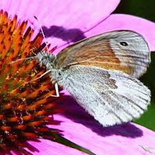 Attēlu rezultāti vaicājumam “Coenonympha tullia”