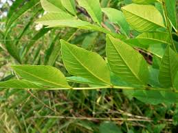 Attēlu rezultāti vaicājumam “Fraxinus pennsylvanica fruit”