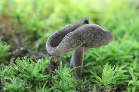 Attēlu rezultāti vaicājumam “Helvella macropus”