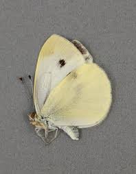 Attēlu rezultāti vaicājumam “Pieris napi”