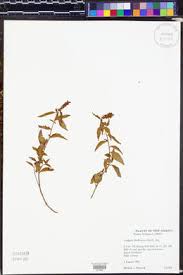 Attēlu rezultāti vaicājumam “Phleum phleoides fruit”