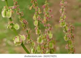Attēlu rezultāti vaicājumam “Rumex acetosa flower”