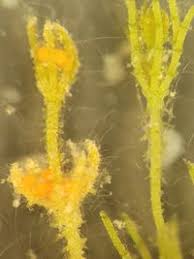 Attēlu rezultāti vaicājumam “Chara aspera”