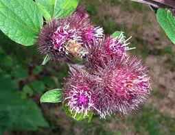 Attēlu rezultāti vaicājumam “Arctium lappa”