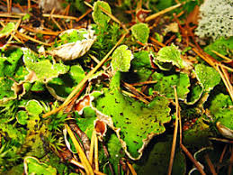 Attēlu rezultāti vaicājumam “Peltigera extenuata”