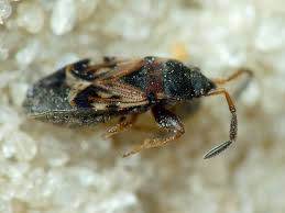 Attēlu rezultāti vaicājumam “Scolopostethus thomsoni”