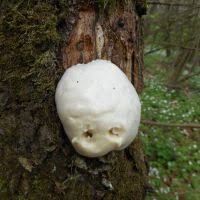 Attēlu rezultāti vaicājumam “Reticularia jurana”