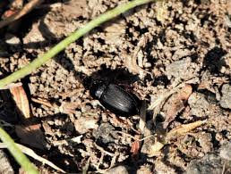 Attēlu rezultāti vaicājumam “Harpalus sp.”