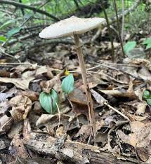 Attēlu rezultāti vaicājumam “Macrolepiota”